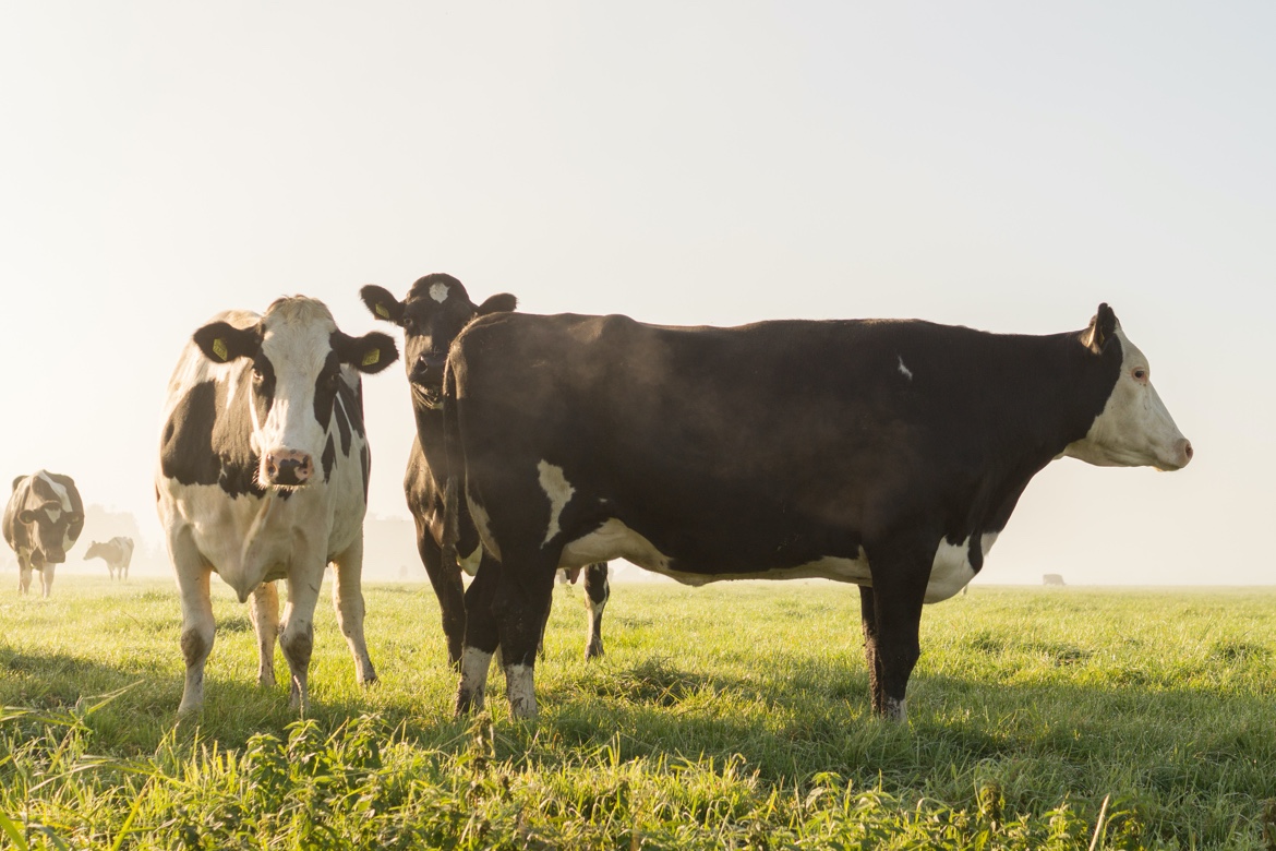 California Farm insurance